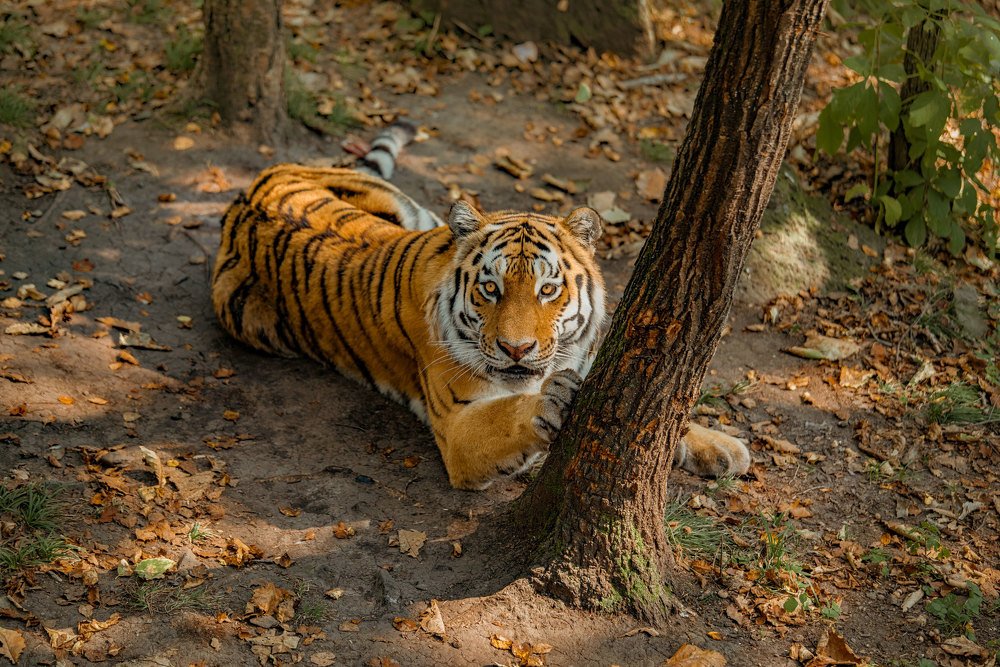 Siberian tiger