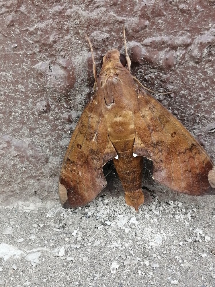Urban wildlife peru, southamerica