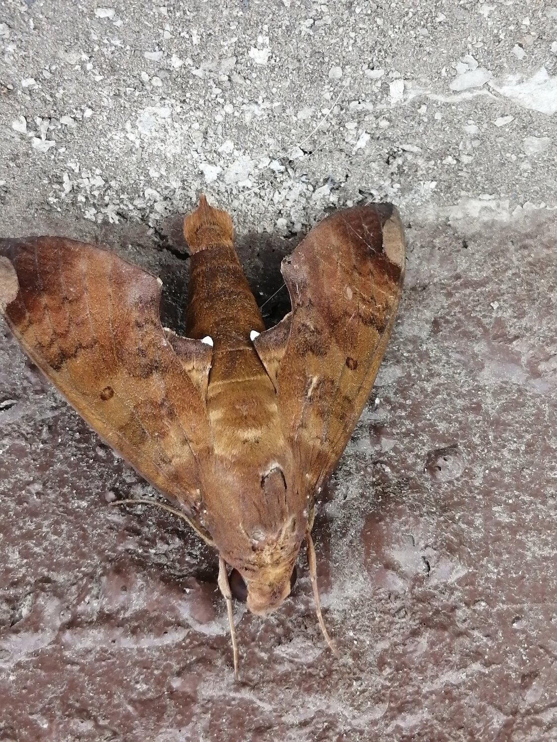 Urban wildlife peru, southamerica