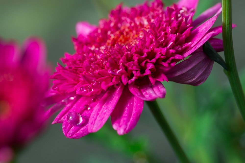 Photograph by Aminat Koxayeva