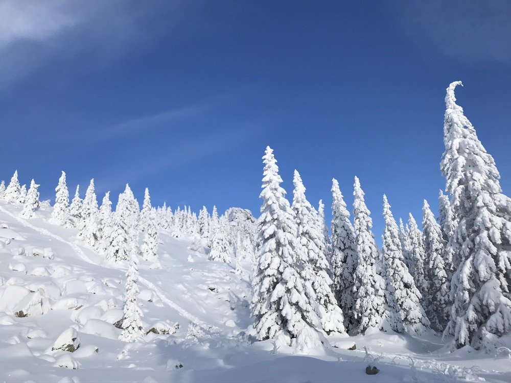 Белое безмолвие