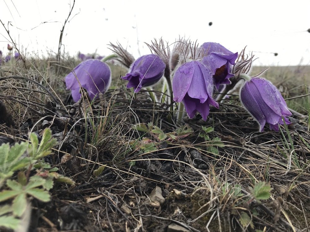 Первоцветы