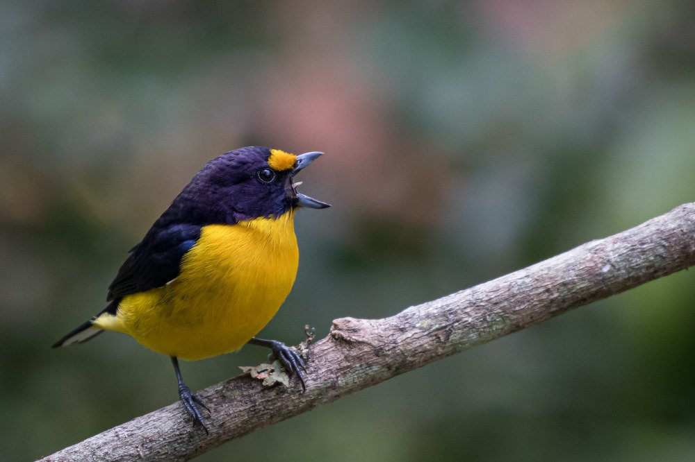 Gaturamo (Euphonia violacea aurantiicollis) Violaceous Euphonia