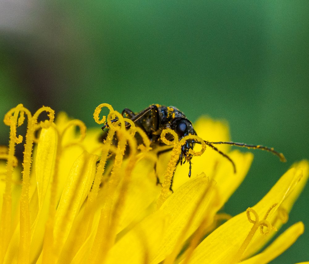 Фотография автора Liviu Ciprian Hiticas