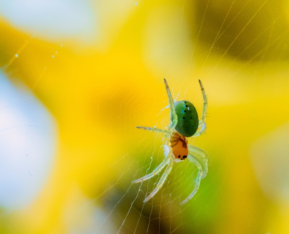 Фотография автора Liviu Ciprian Hiticas