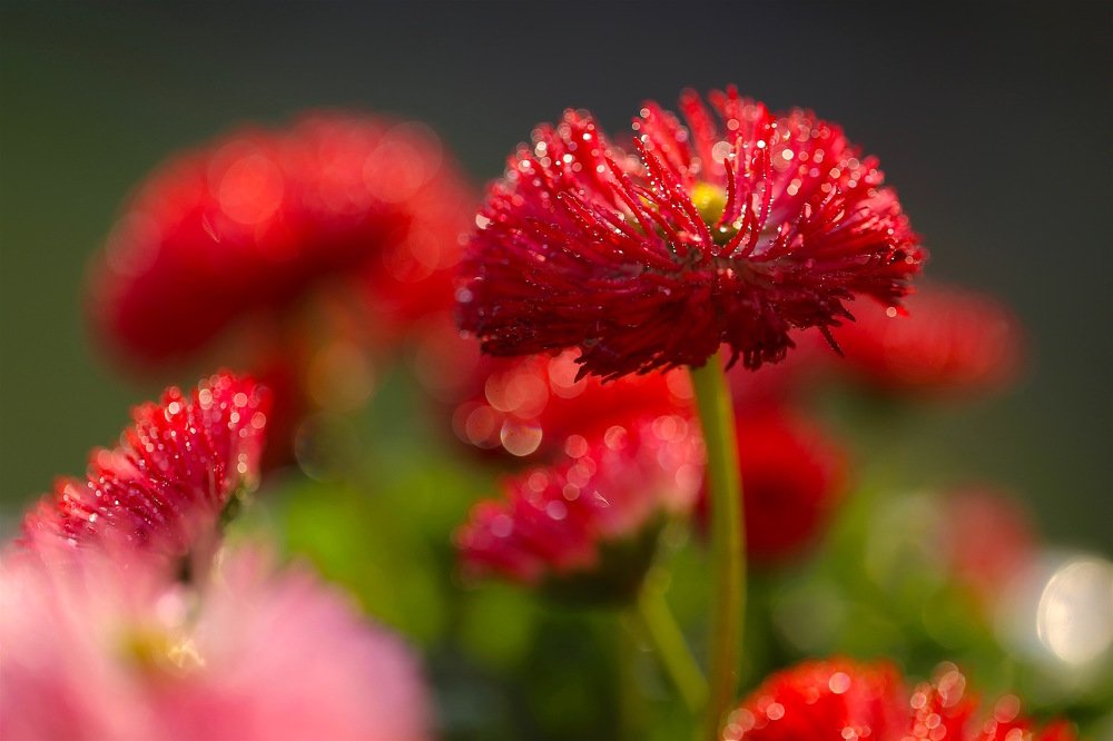 Photograph by Nataliya Mochernyuk