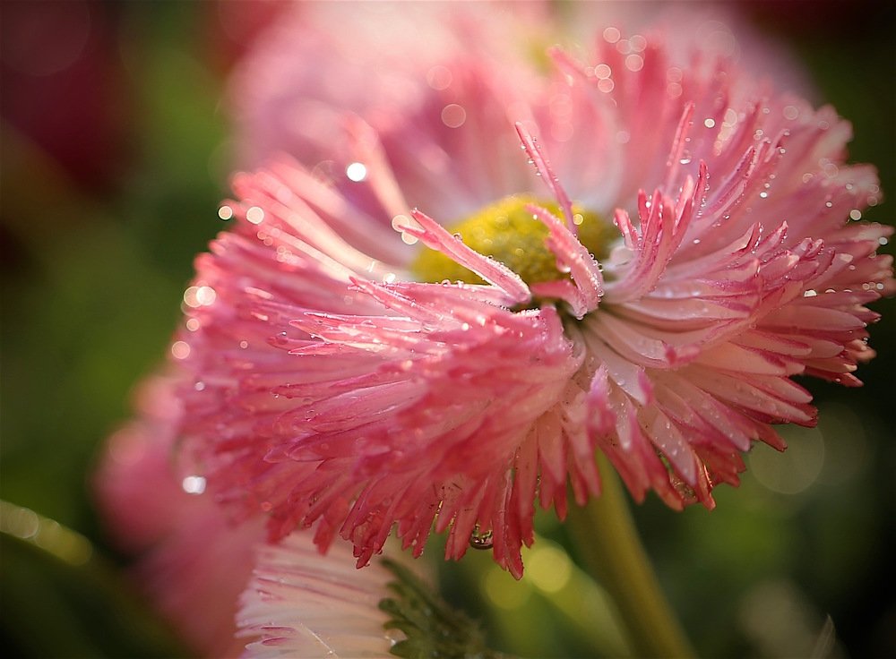 Photograph by Nataliya Mochernyuk