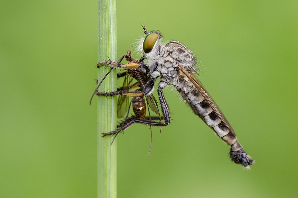 Robberfly with Prey
