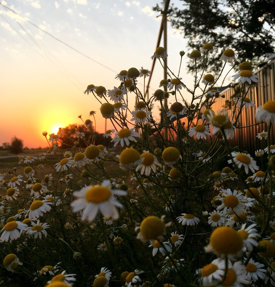 Photograph by Диана Бабаева