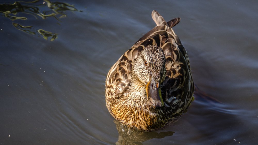 Фотография автора Дмитрий Войнов