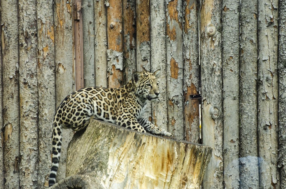 Фотография автора Дмитрий Войнов