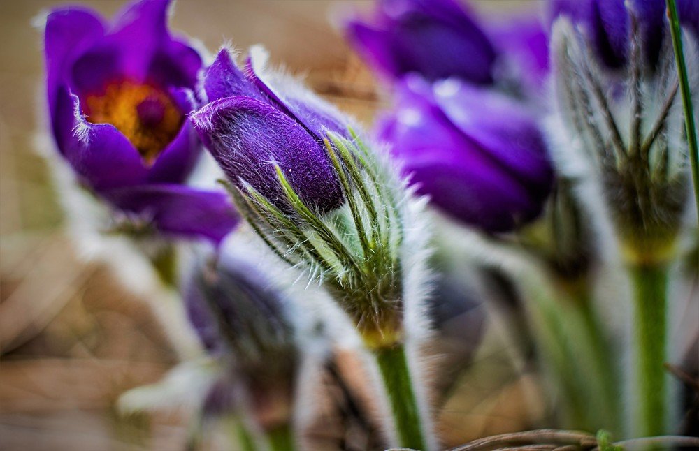 Гамма чувств