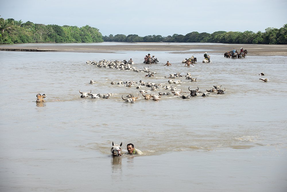 Paso de ganado en los llanos