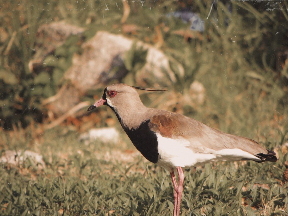 Photograph by Carlos Castro