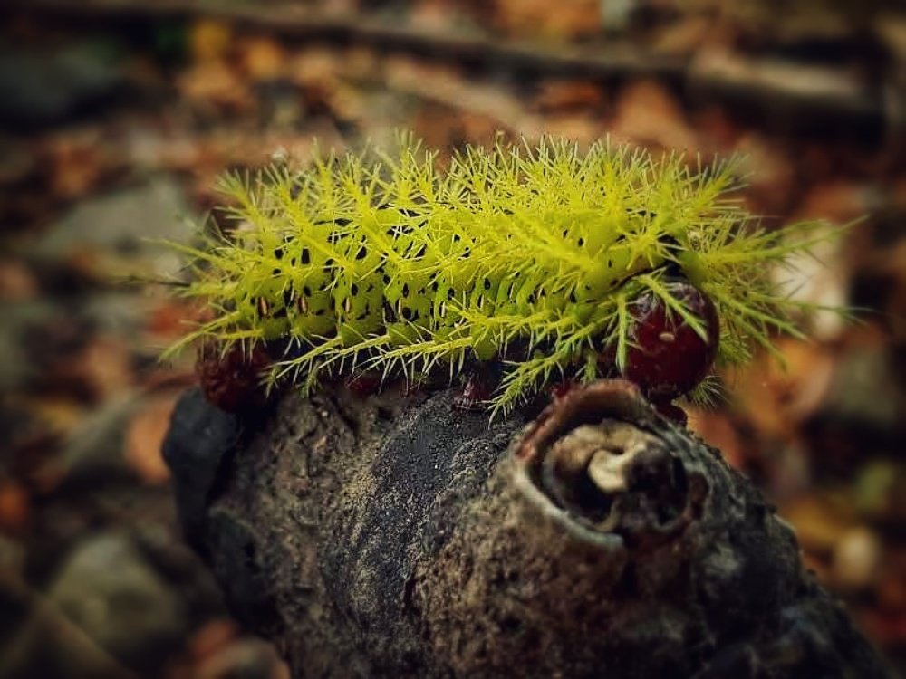 Fotos en mis paseos.