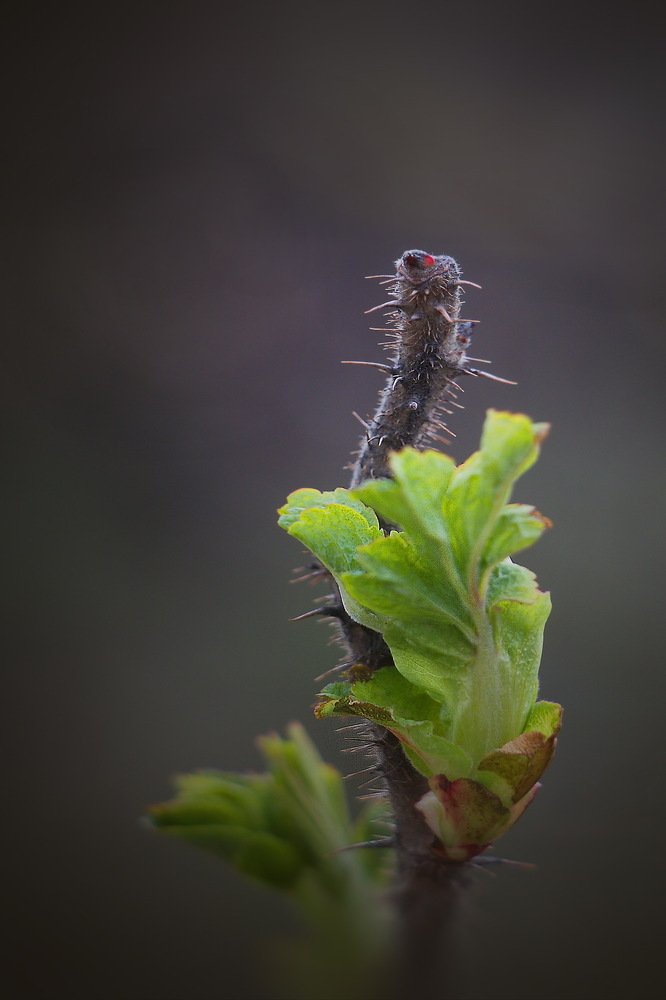 Пробуждение!