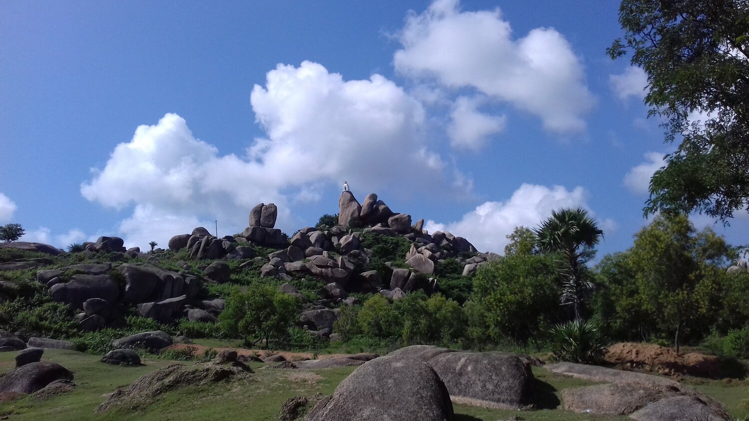 Photo #4545945