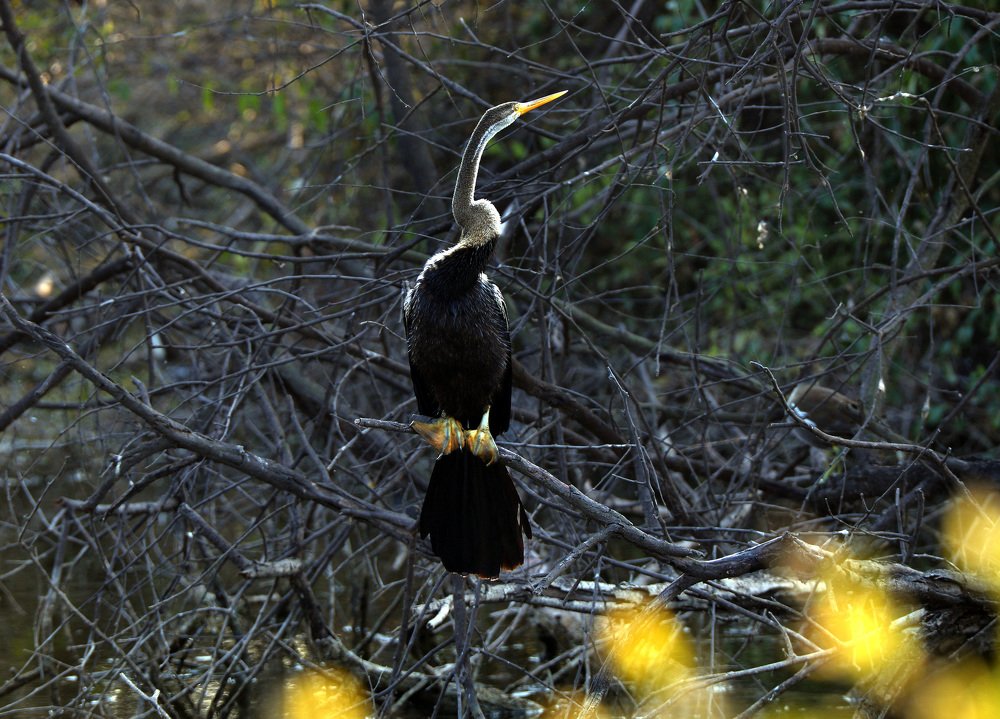 A bird  to dry his wings (grey heron)