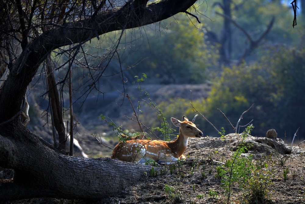 One young deer resting