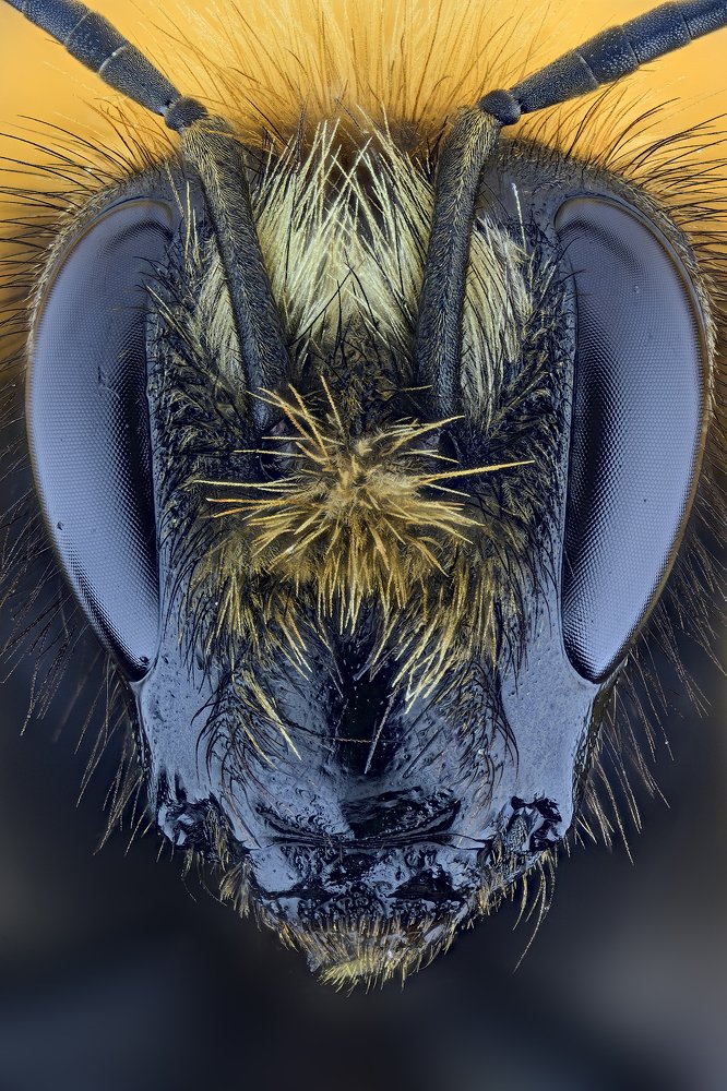 Bombus (Latreille, 1802)