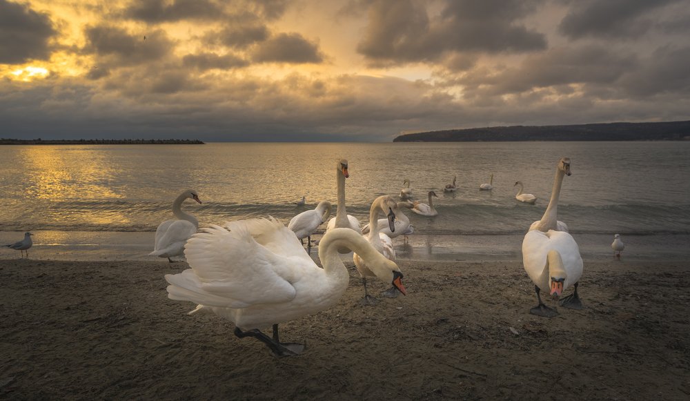 Фотография автора stoyan pavlov