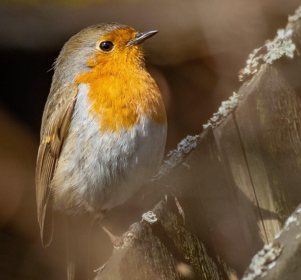 Photograph by Курлянцев Алексей