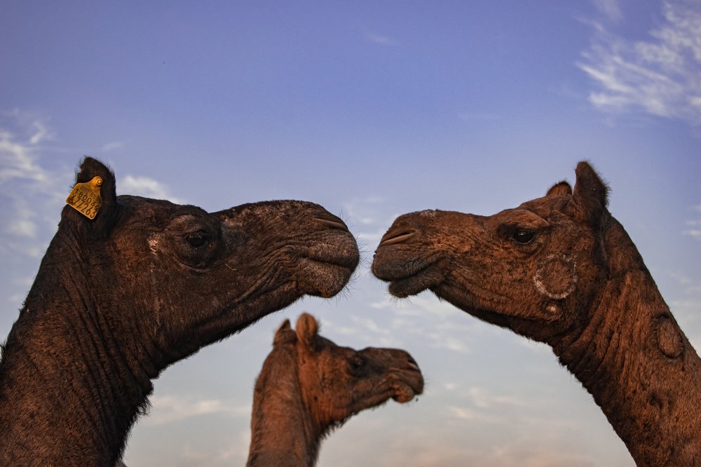 The love that knows no bounds.