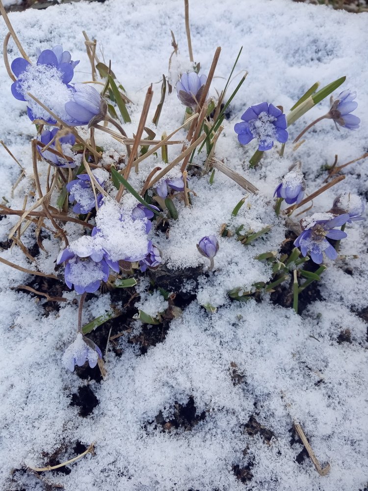 Photograph by Любовь Шаврина