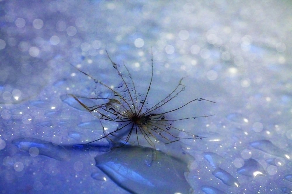 Photograph by Светлана Ковалёнок