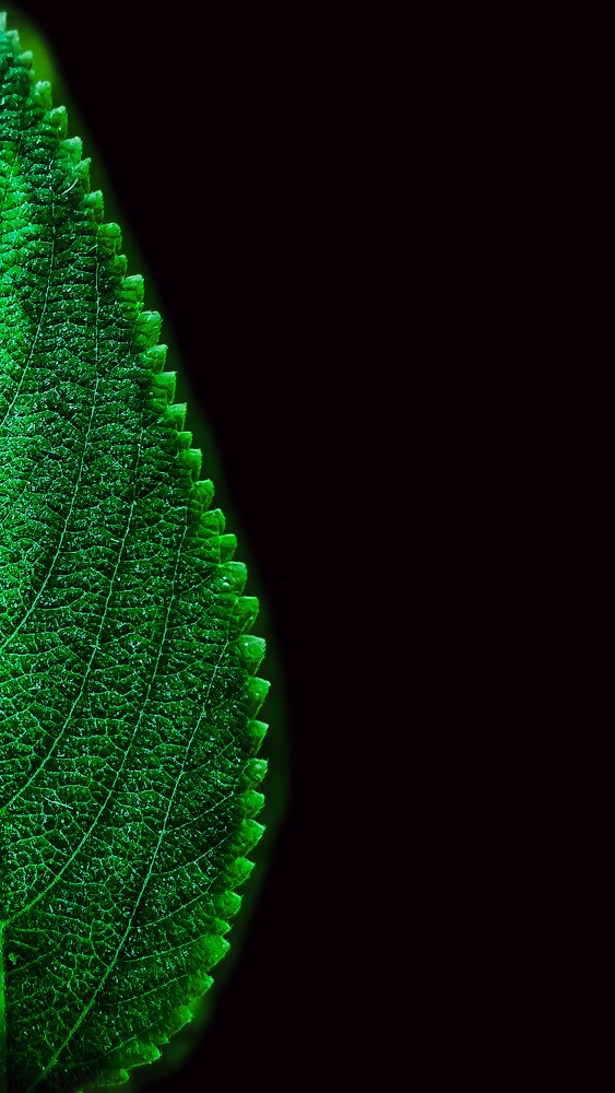 Photograph by Ranjit Mondal