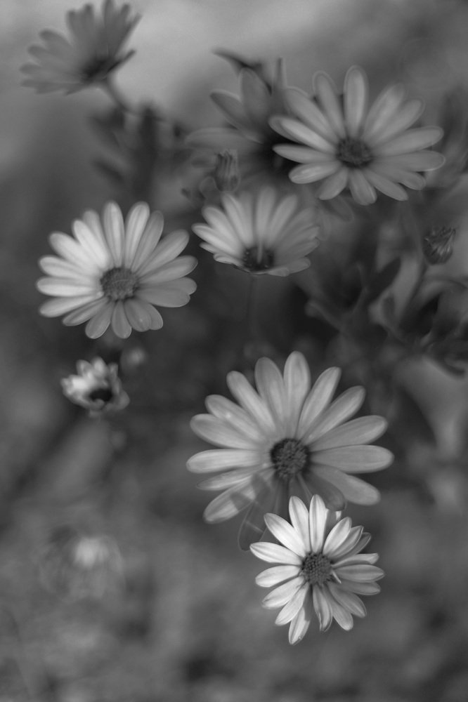 Photograph by Farzaneh Saeedan