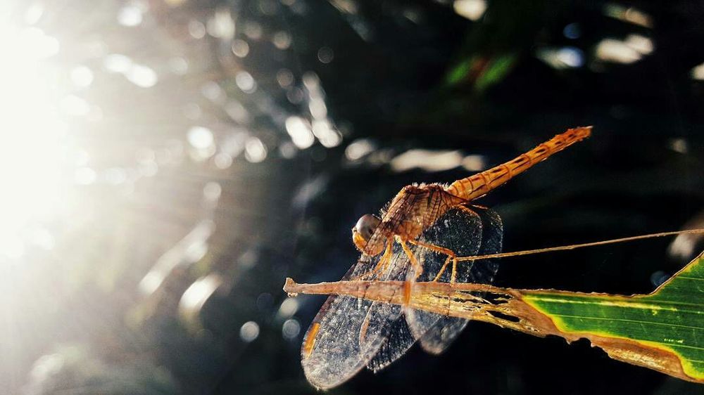 Фотография автора RAJENDRAN VINISHA