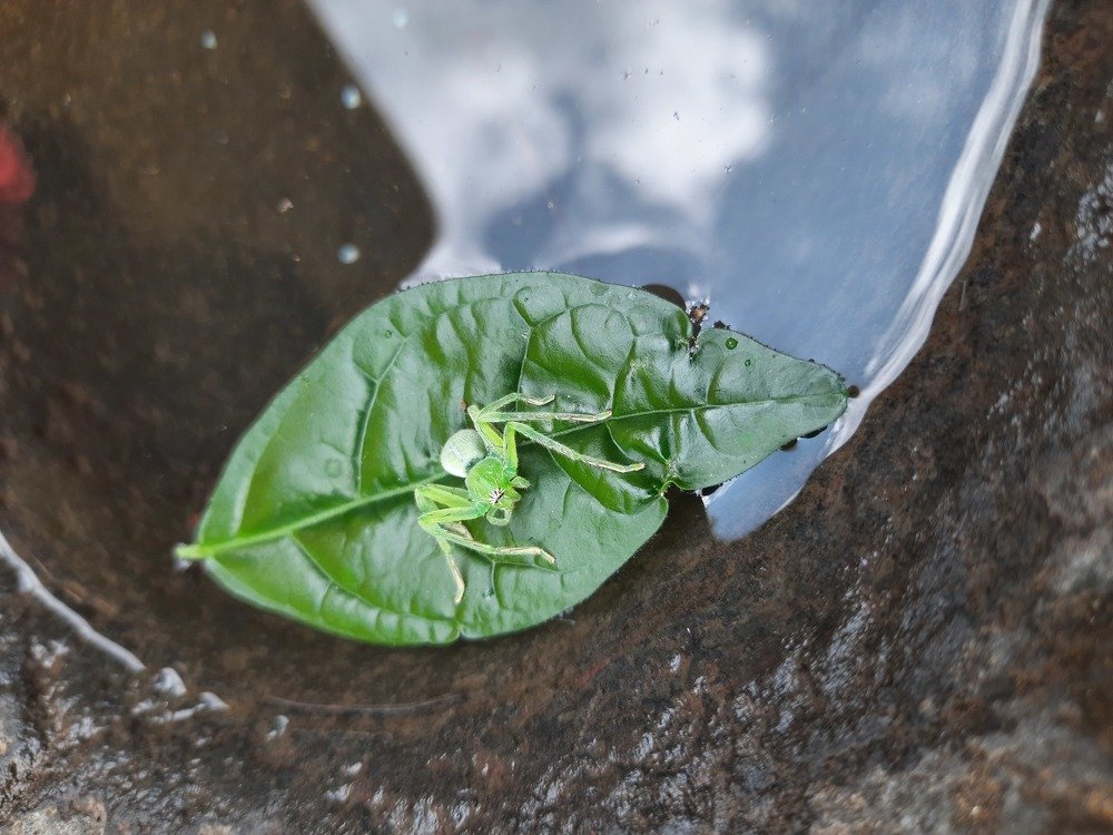 Green Spider Rescue