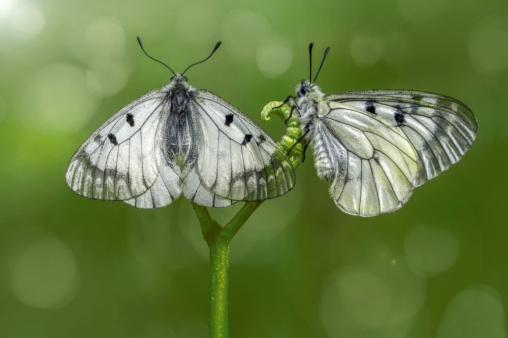 Photograph by Mustafa Öztürk