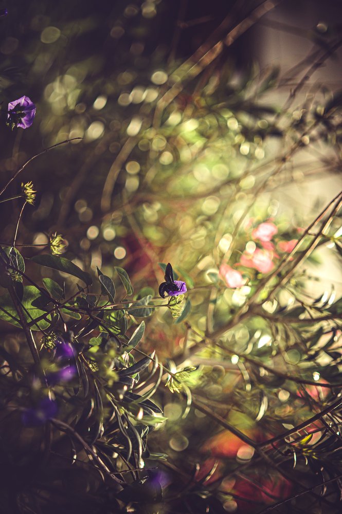 Photograph by ana correia