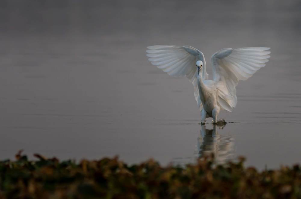 Photograph by Sharath giri