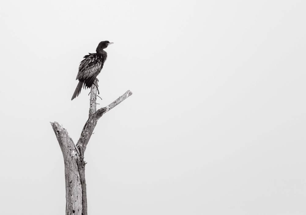 Photograph by Sharath giri