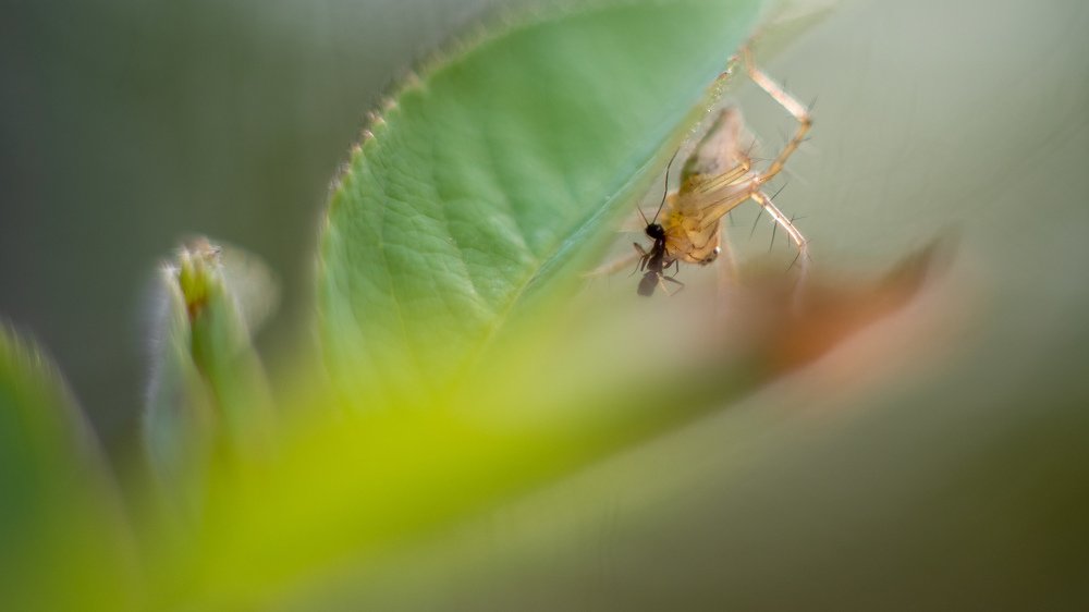 Photograph by Sharath giri