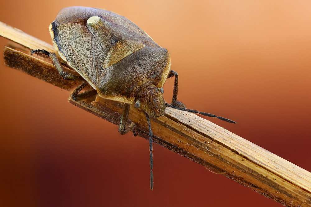 Фотография автора Андрей Шаповалов
