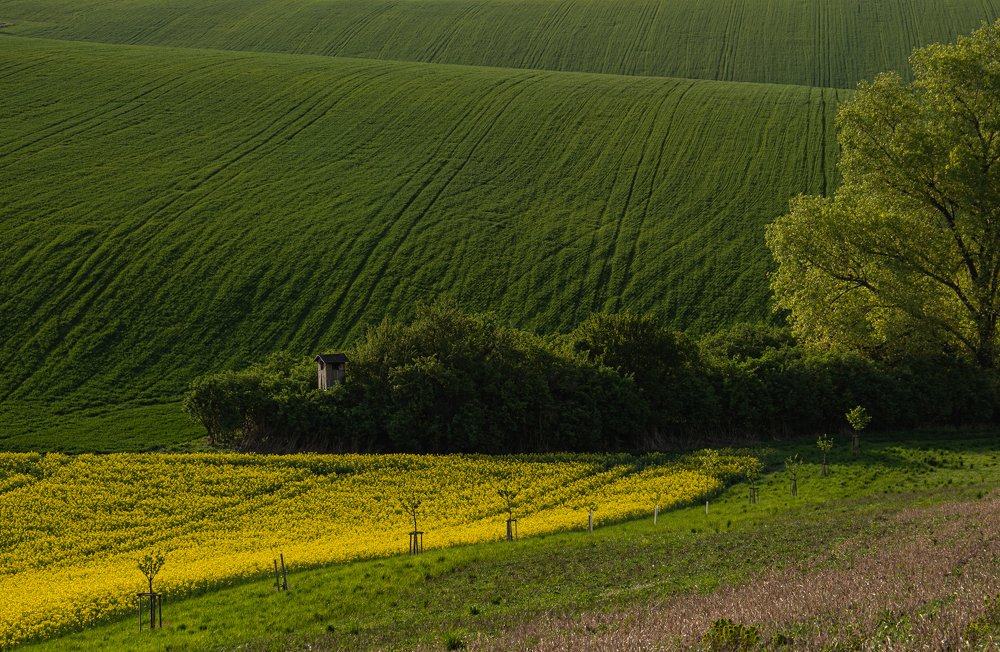 Фотография автора Марина Савчиц