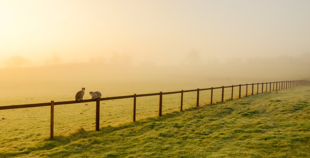 English foggy field...