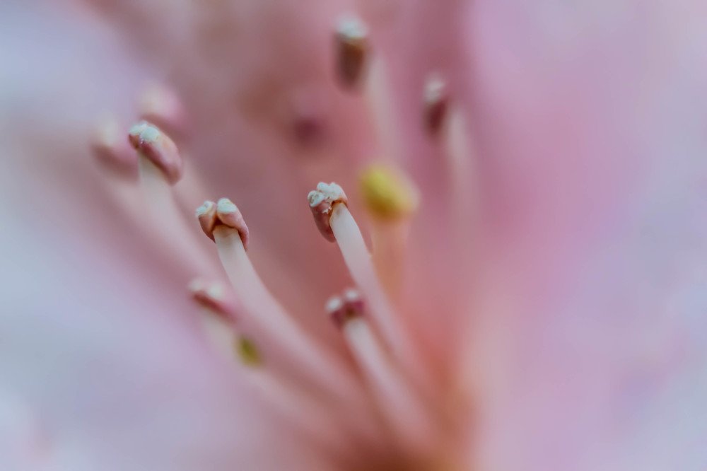 Photograph by Julia Dombrovskaia
