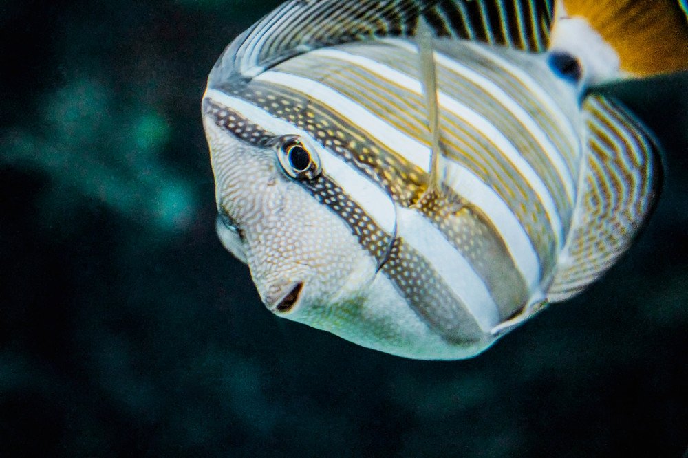 Photograph by Julia Dombrovskaia