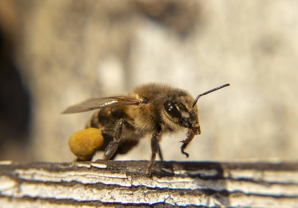 Photograph by Иван Доможирский