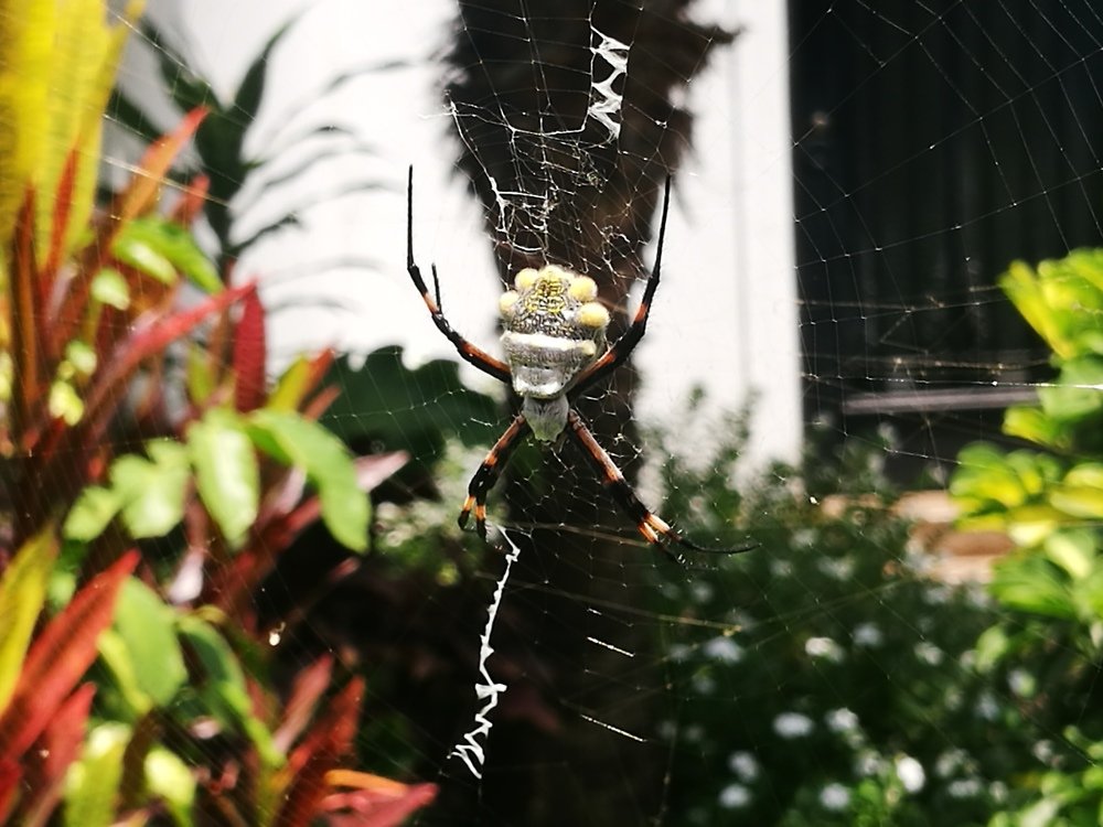 BELLEZA EN EL JARDÍN