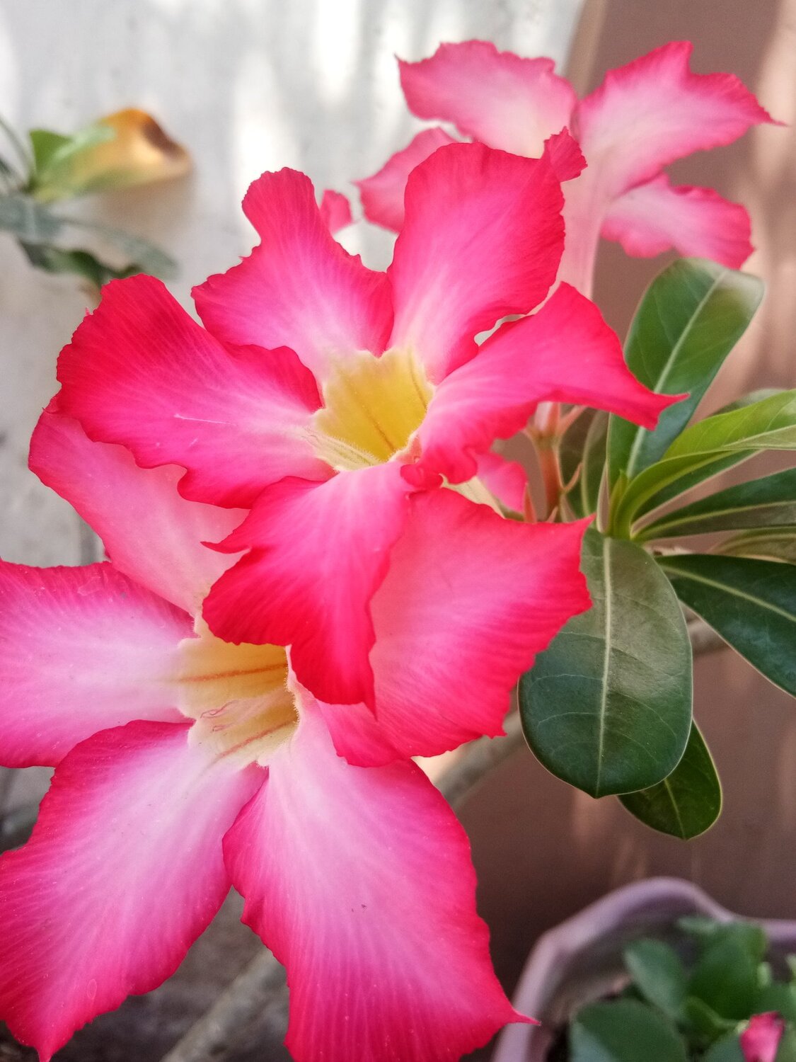 Bloom Amid Covid-19