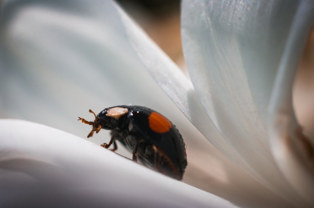 Божья коровка