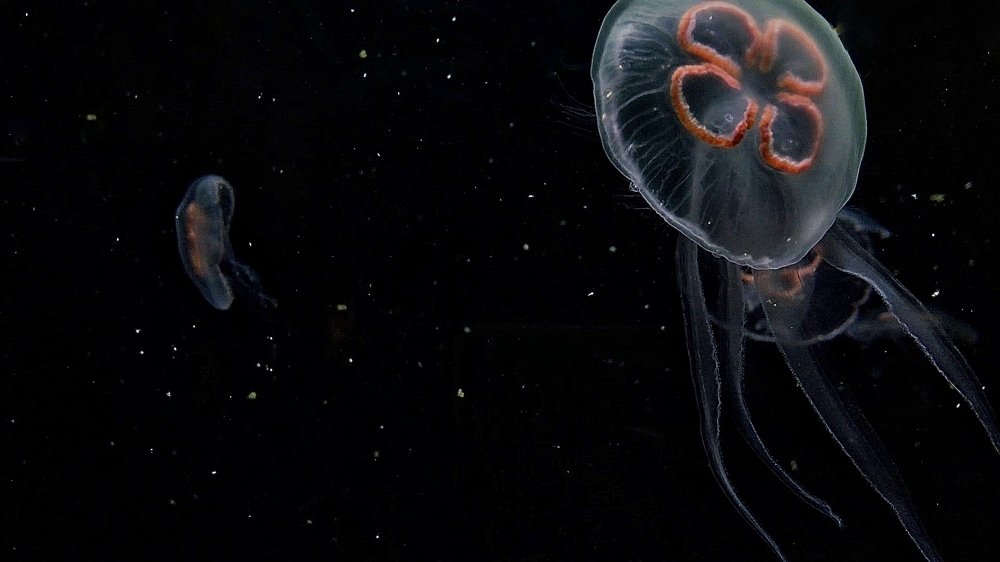 Уникальный представитель морской фауны