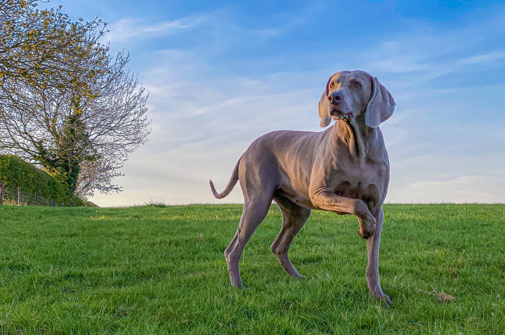 Weimaraner Rack
