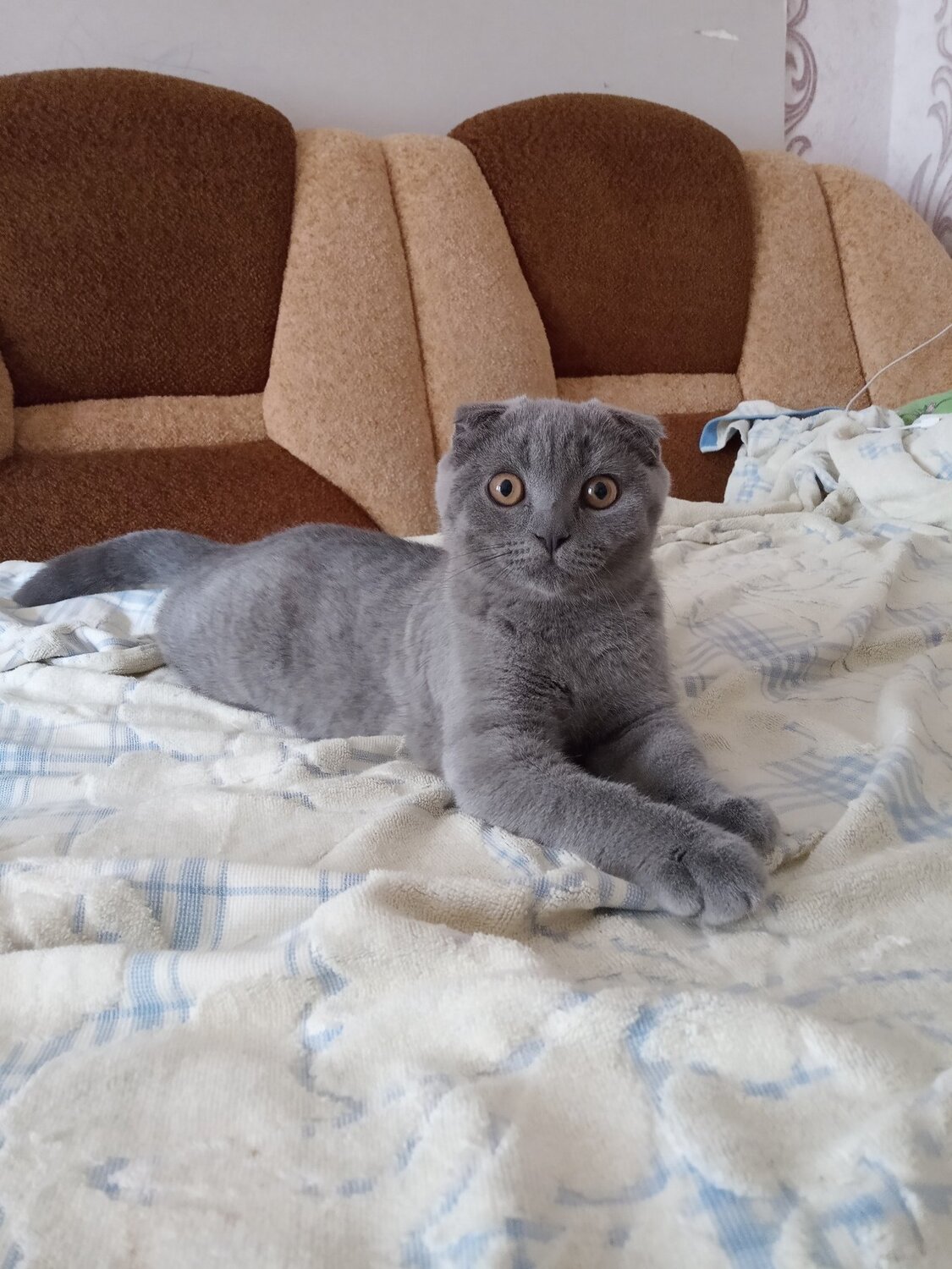 Photo #4550284